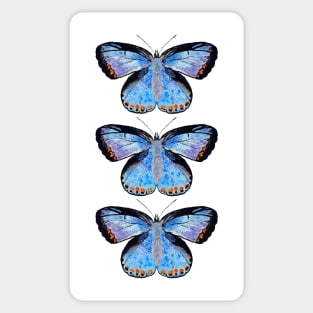 European common blue - British Butterflies Sticker